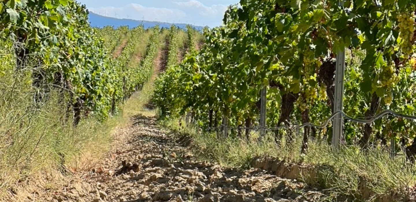 Soil Bulgarian terroir