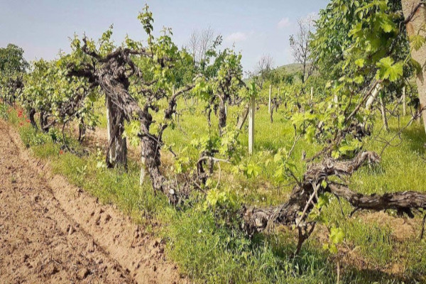 old vine ‘trees’ in Bulgaria